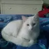Laura Serafini - @laura.serafini3 - TikTok