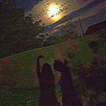 Laura_Shaina - @laurashaina9 - Instagram