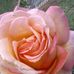 Laura Shrum - Facebook