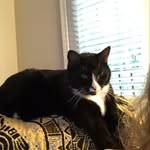 Laura Sidwell Maki - @damncatsox - Instagram