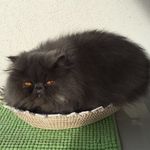 Laura Simonetti - @laura.simonetti.3363 - Instagram