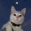 Laura Soberanes - @laurasoberanes - TikTok