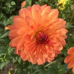 Laurie L. Peel-Soukup - @peelmobile - Instagram