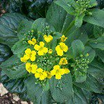 Laura Sutton - @bluehorizonfarm - Instagram
