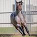 Laura Teague - Licensed Equine Cattle Farm and Ranch Insurance Agent - Facebook