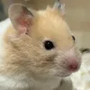 ちび太🐹 - @hamusuta517 - TikTok
