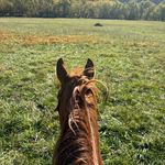 Laura Tingle - @sunshine_flowers31 - Instagram