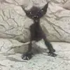 lauratotten3 - @lauratotten3 - TikTok