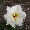 Laura Townsend - @laura.townsend5 - TikTok