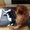 Laura Train - @laura.train - TikTok