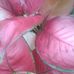 Laria Tromata - Facebook