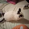 Laura Trautmann - @laura.trautmann8 - TikTok