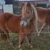Laura Trautmann - @lauratrautmann - TikTok