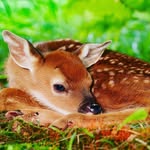 Laura Walser - @kleiner_tierschuetzer - Instagram