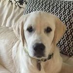 Laura Widman - @widmanlaura - Instagram