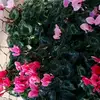 laura santiago fernandes paes - @laura_woolf - TikTok