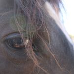 Laura R Woolston - @humbleandkindhorsemanship - Instagram