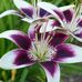 Laura Yager - Facebook