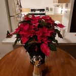 Laura Annabel Yancy - @yancy1925 - Instagram