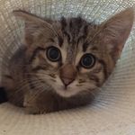 Laure Vincent - @chuck.biloute - Instagram