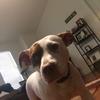laurel🐶💖 - @laurel_the.best.dog - TikTok