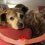 Laurel OBrien Dawson - @laurelobriendawson - Instagram