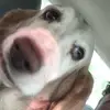 Jack - @laurel_farmer - TikTok