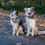 Laurel Fields - @adventures_of_belly_and_roo - Instagram