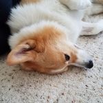 Laurel Fox - @tcsarun - Instagram