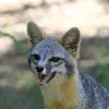 LaurelTheGreyfox - @laurelfox2024 - TikTok