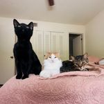 laurel & friends - @laurelandfriends - Instagram