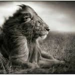 Laurel Friend - @simbatwe733 - Instagram