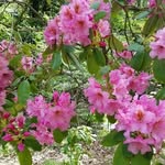 Laurelwood Arboretum - @friendsoflaurelwoodarboretum - Instagram