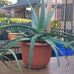 Laurel  Grant2 - Facebook