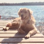 Laurel Hoffman Grant - @my_goldenlife - Instagram