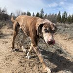 Laurel Hunter - @wildwestish - Instagram
