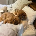 Laurel - @laurelkavanagh53 - Instagram