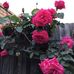 Laurelle Kavanagh - Facebook