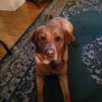 Laurel King - @laurel12342003 - Instagram