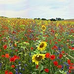 Laurel Larsen - @luckyfind123 - Instagram