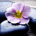 Awakening Body Works by Laurel Lind - Facebook