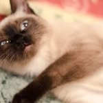 laurel morse - @laurel4429vm - Instagram