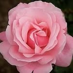 Laurel Mullins - @laurelmullins31 - Instagram