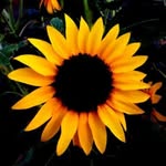 laurel neal - @neal2656iz - Instagram