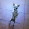 laurelrush7 - @laurel.rush8 - TikTok