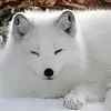 laurel_wilkinsonyvon - @laurel_wilkinsony - TikTok