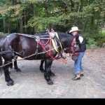 David Payne - @wolf_laurel_stables - Instagram