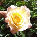 Laurel Wolf - @wglaurel - Instagram