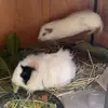 laurenbodgerbadger - @laurenbodgerbadger - TikTok