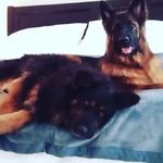 Lauren Blakemore - @molly_and_forrest - Instagram